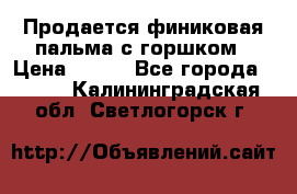 Продается финиковая пальма с горшком › Цена ­ 600 - Все города  »    . Калининградская обл.,Светлогорск г.